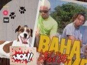 WHO LET THE DOGS OUT – Evalina, About That 👍 wersja hitu Baha Men Who Let The Dogs Out Evalina About That baha men
